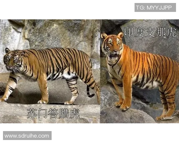 美洲狮与虎的生存之战谁才是丛林之王的真正代表